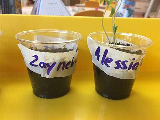 gems-plant-experts-seeds