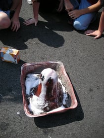 volcano science project